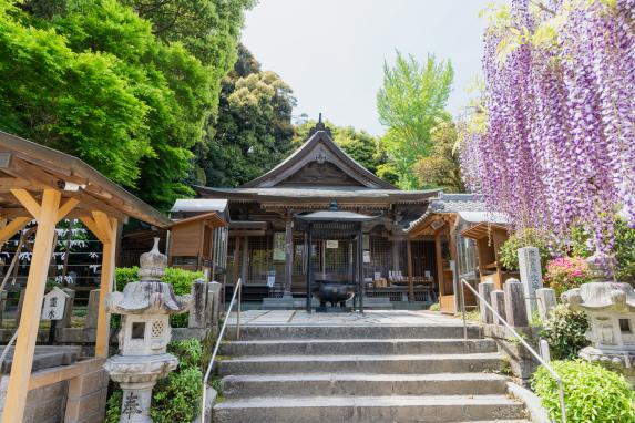 武蔵寺　藤まつり-1