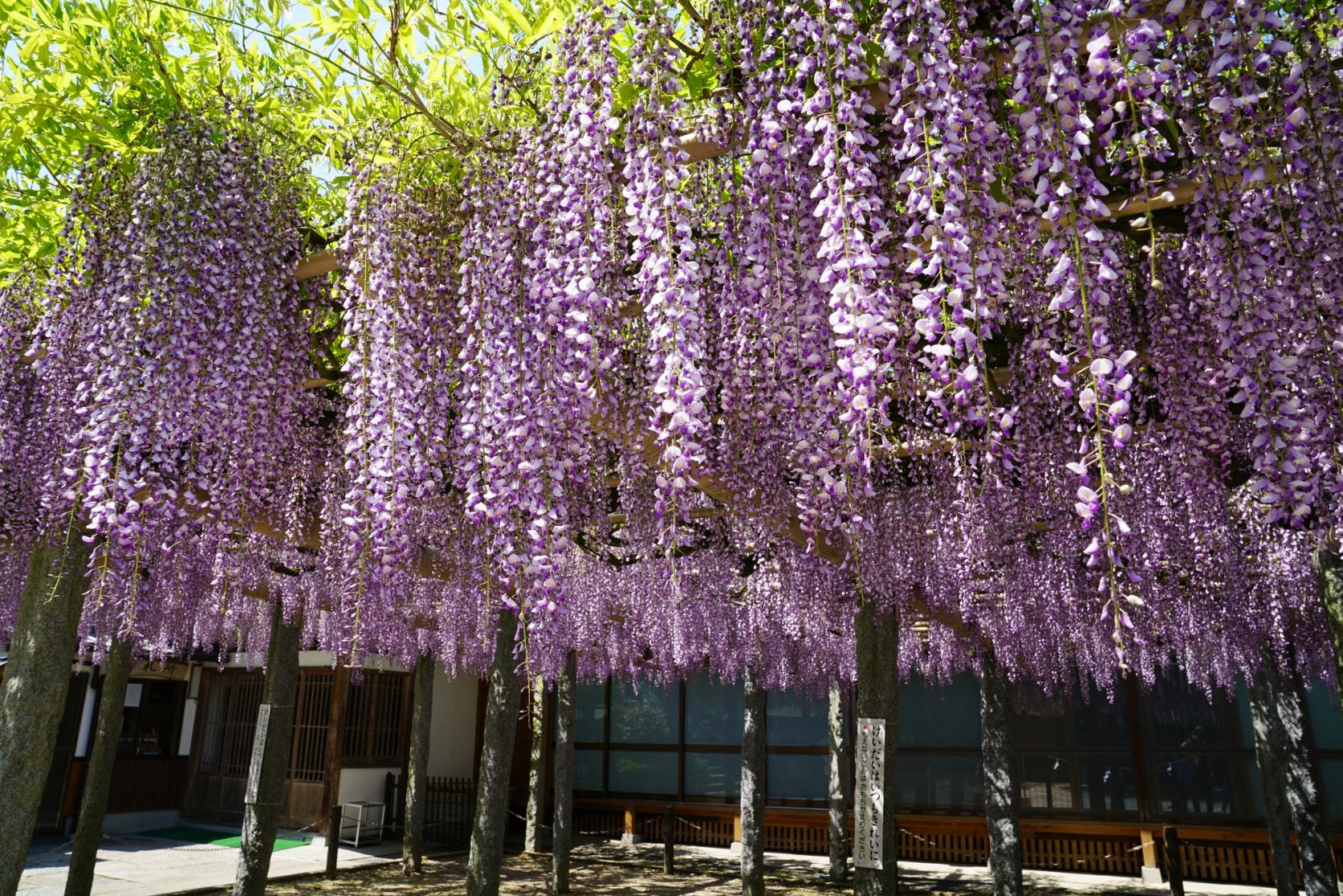 Buzouji Temple Wisteria Festival