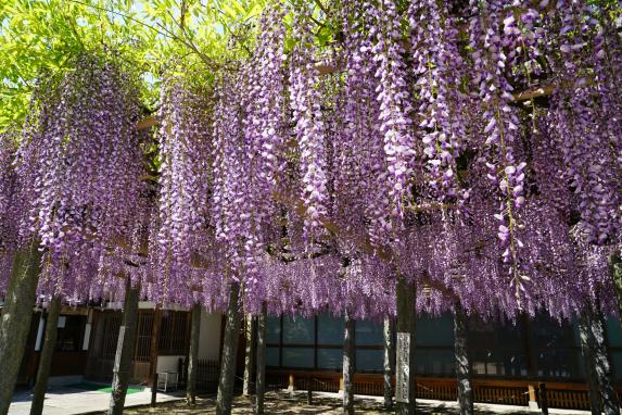 Buzouji Temple Wisteria Festival-0