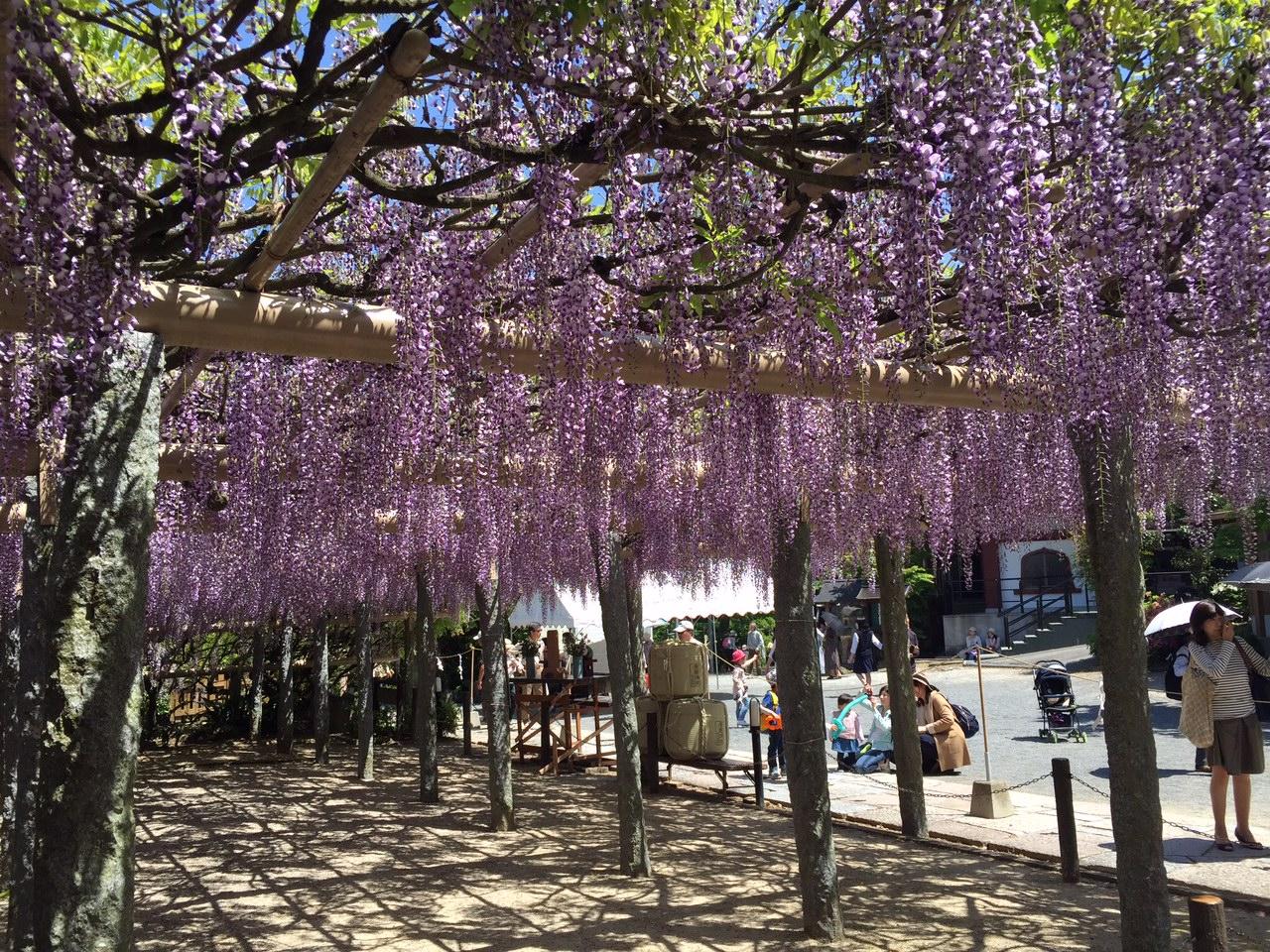 Buzouji Temple Wisteria Festival-4