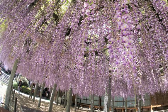 武藏寺 藤节-7