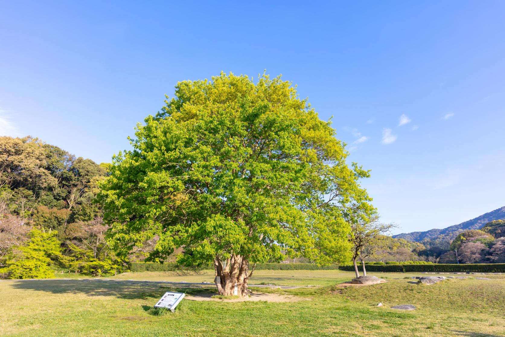 Site of the Dazaifu Government Office-5