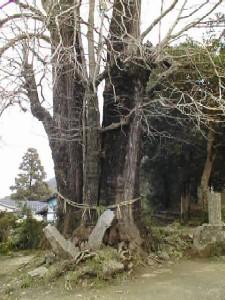 浮嶽神社の銀杏-0