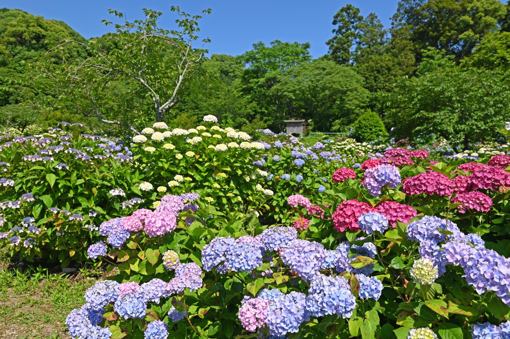 天拜山历史自然公园