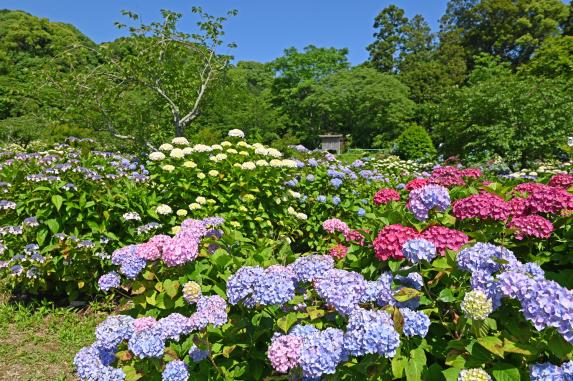 天拝山歴史自然公園-2