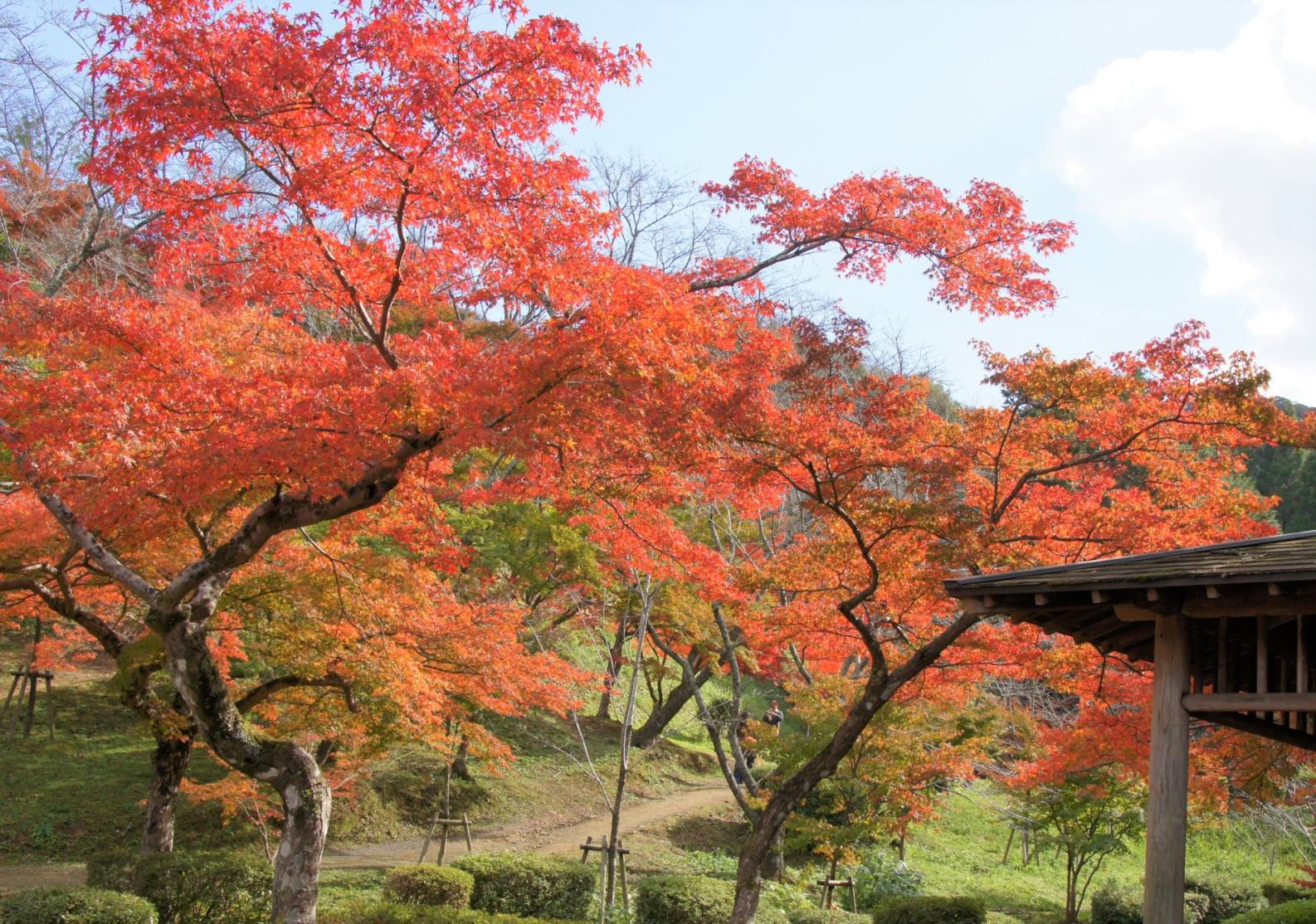 天拝山歴史自然公園-7