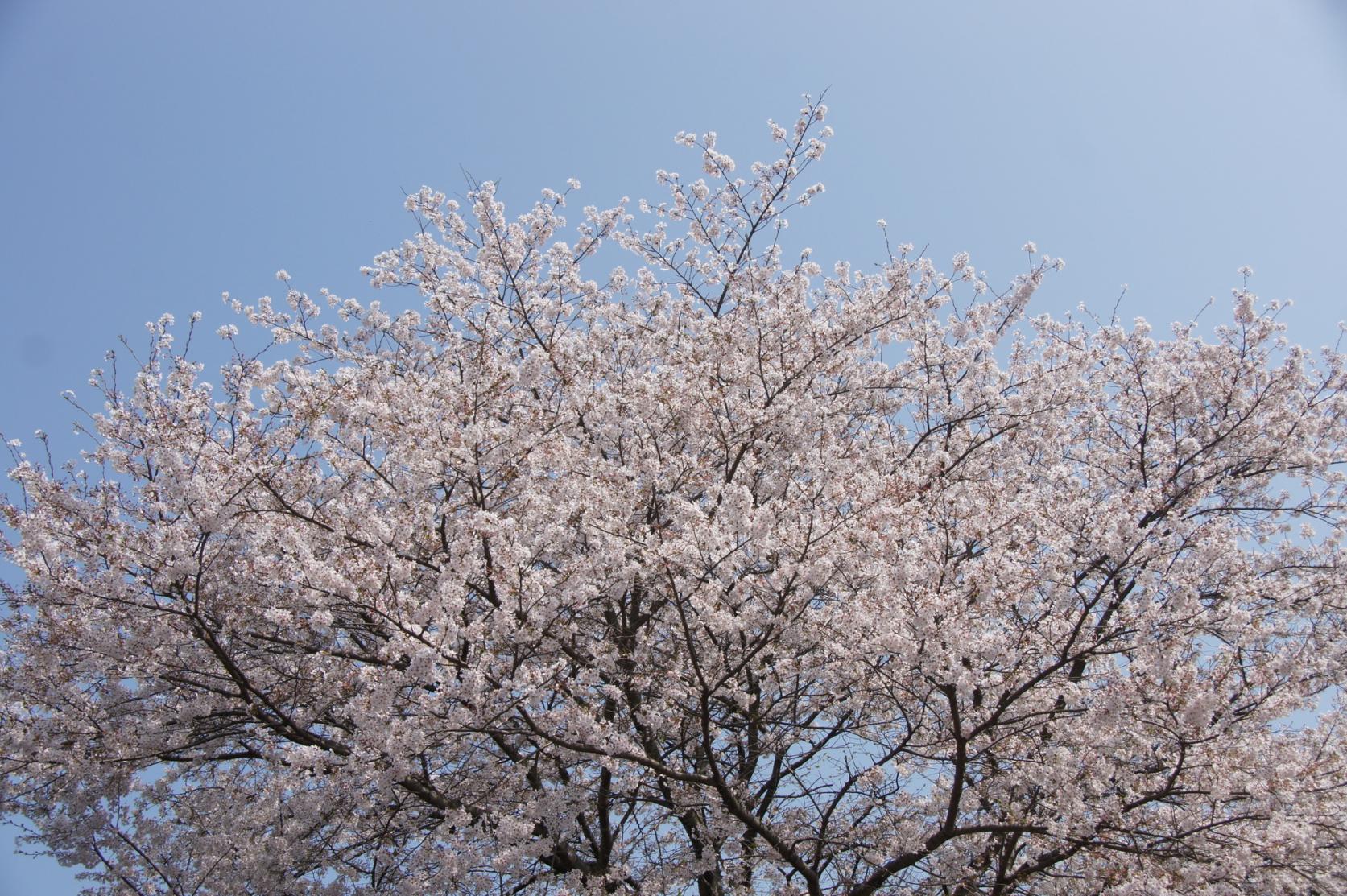 天拝山歴史自然公園