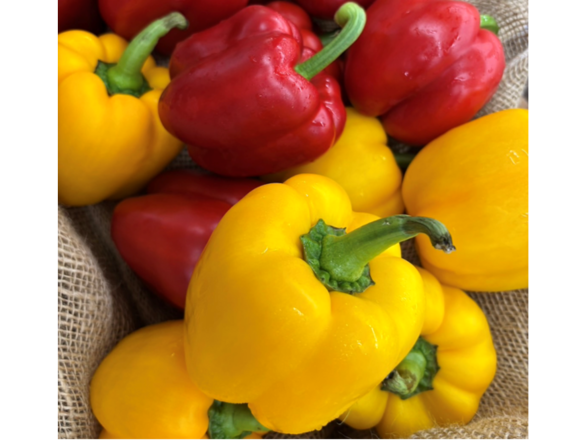 糸島市農業公園　ファームパーク伊都国-7