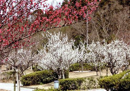 ほたるの里（本木川自然公園）-1