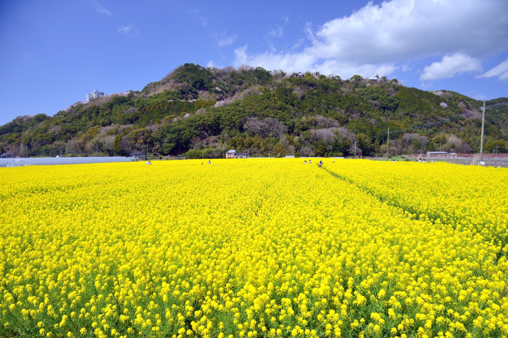 道车站"原鹤" 巴萨罗农场站-1