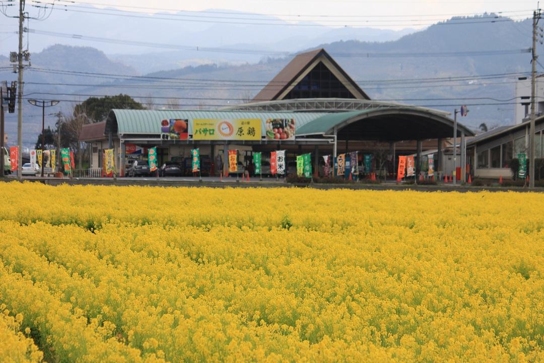 Roadside station 'Harazuru' Farm Station Basallo-1