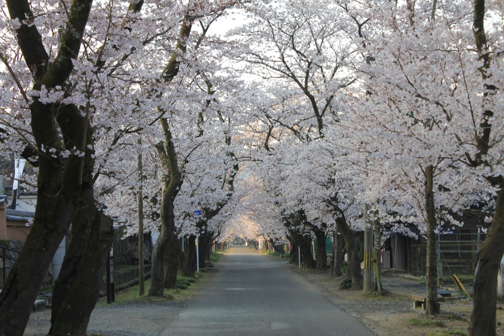 秋月城下町-6