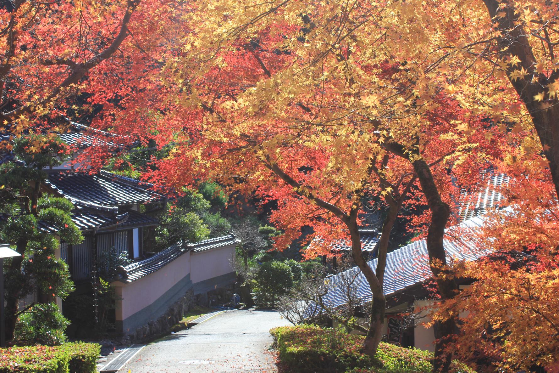 秋月城下町-8