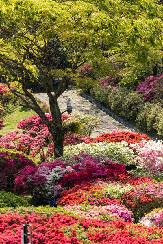 久留米森林杜鵑公園-7