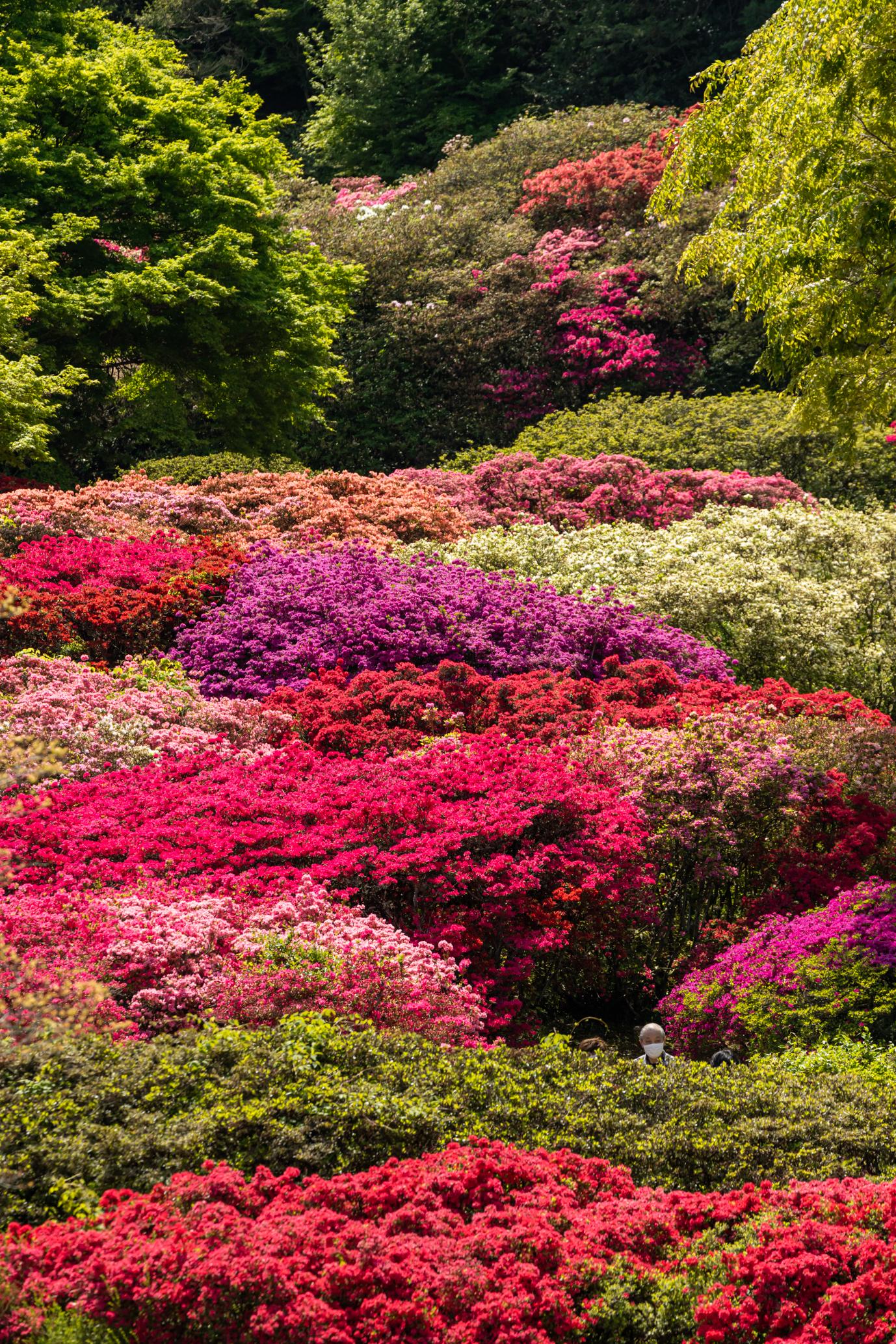 久留米森林つつじ公園-2