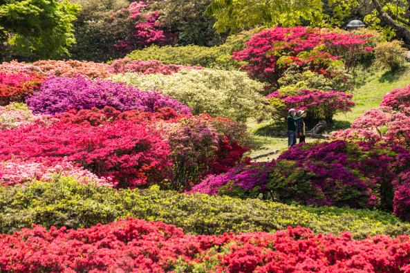 久留米森林つつじ公園-1