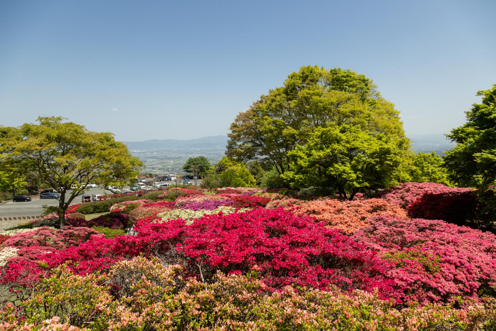 Kurume Forest Tsutsuji Park