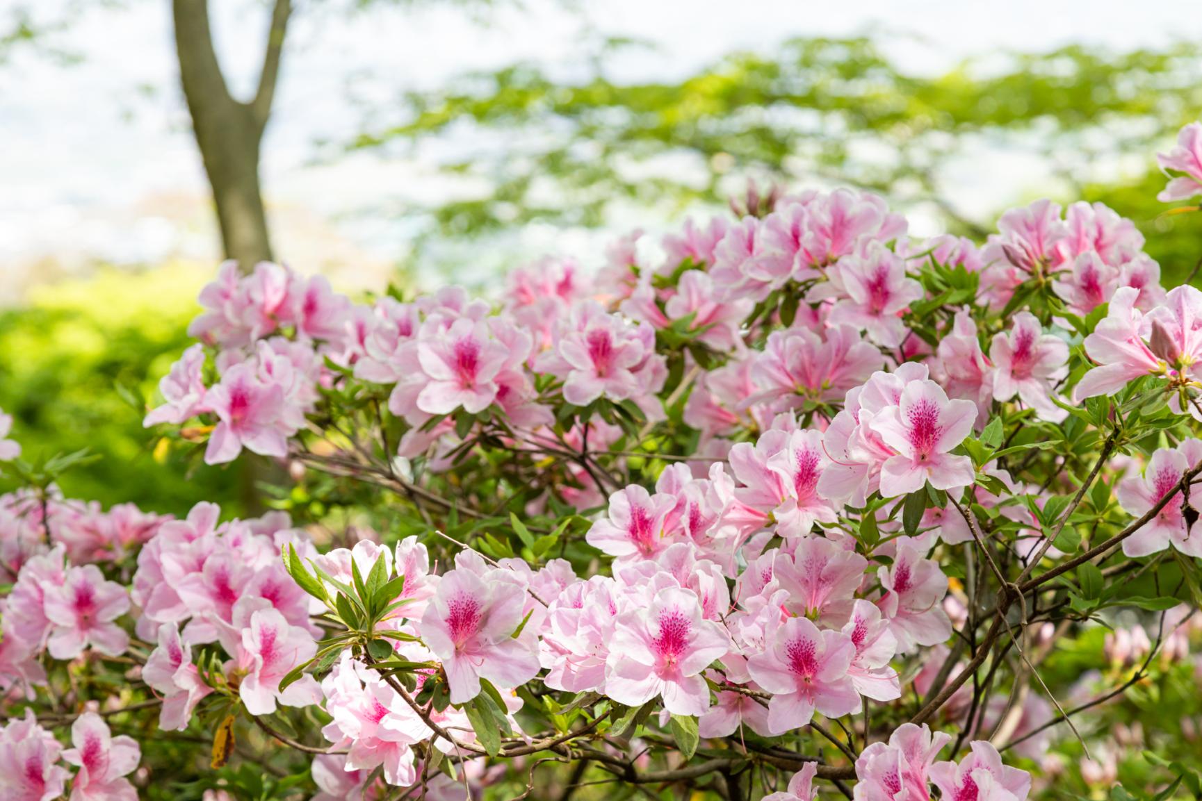 久留米森林つつじ公園-5