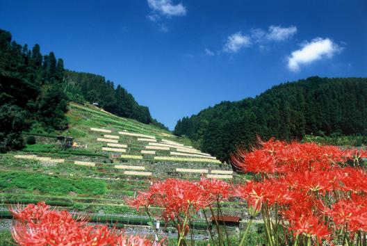 広内・上原地区の棚田-1