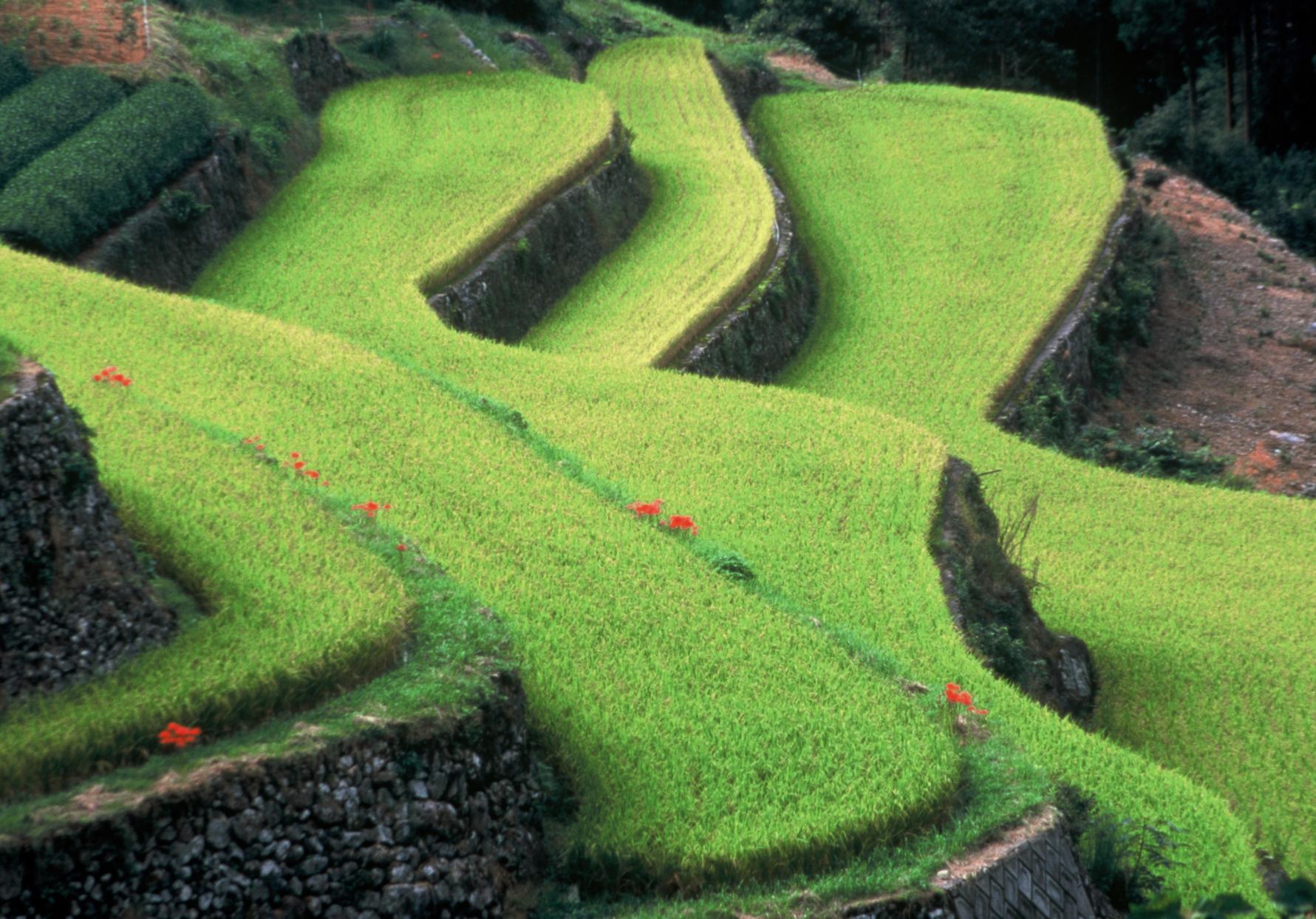 広内・上原地区の棚田