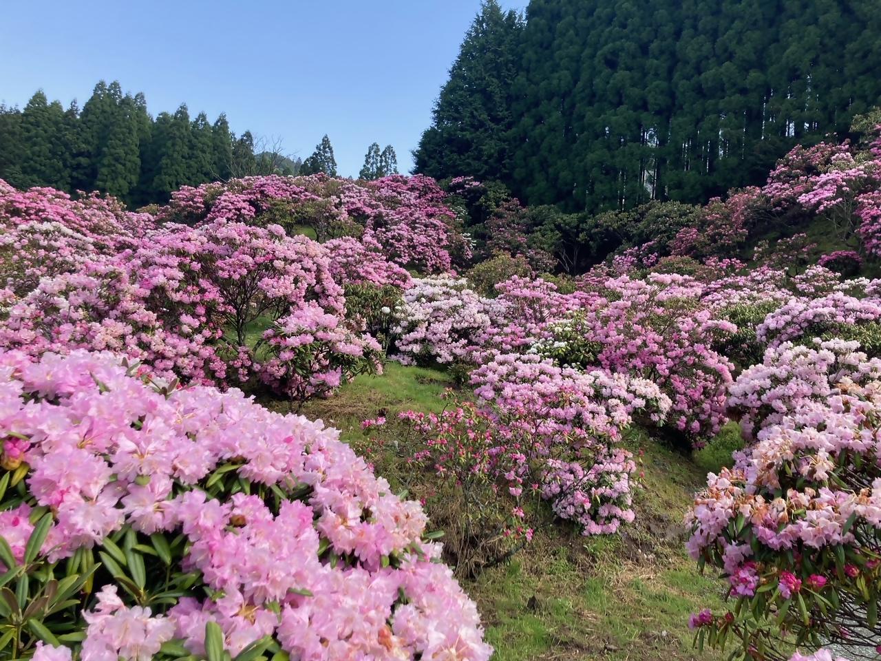 ミヤシノシャクナゲ園