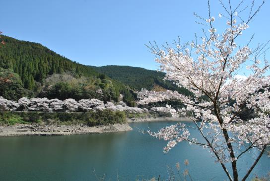 日向神ダム千本桜-1