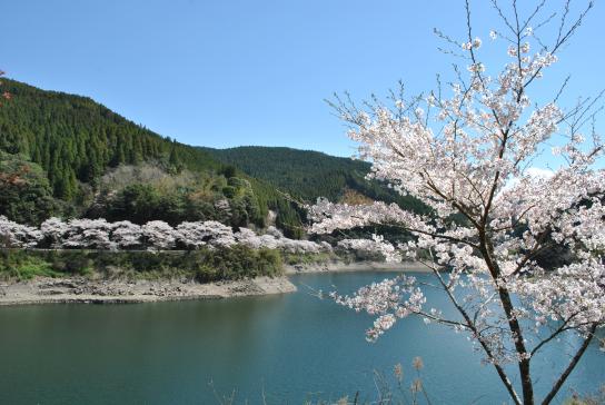 日向神ダム千本桜-2