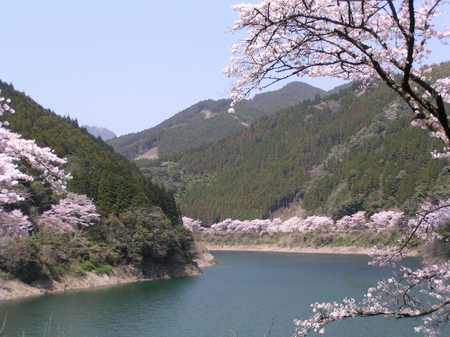 日向神ダム千本桜-1