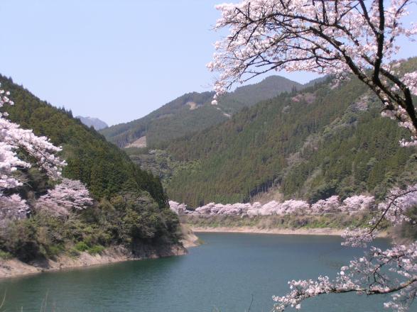 日向神ダムの千本桜-0