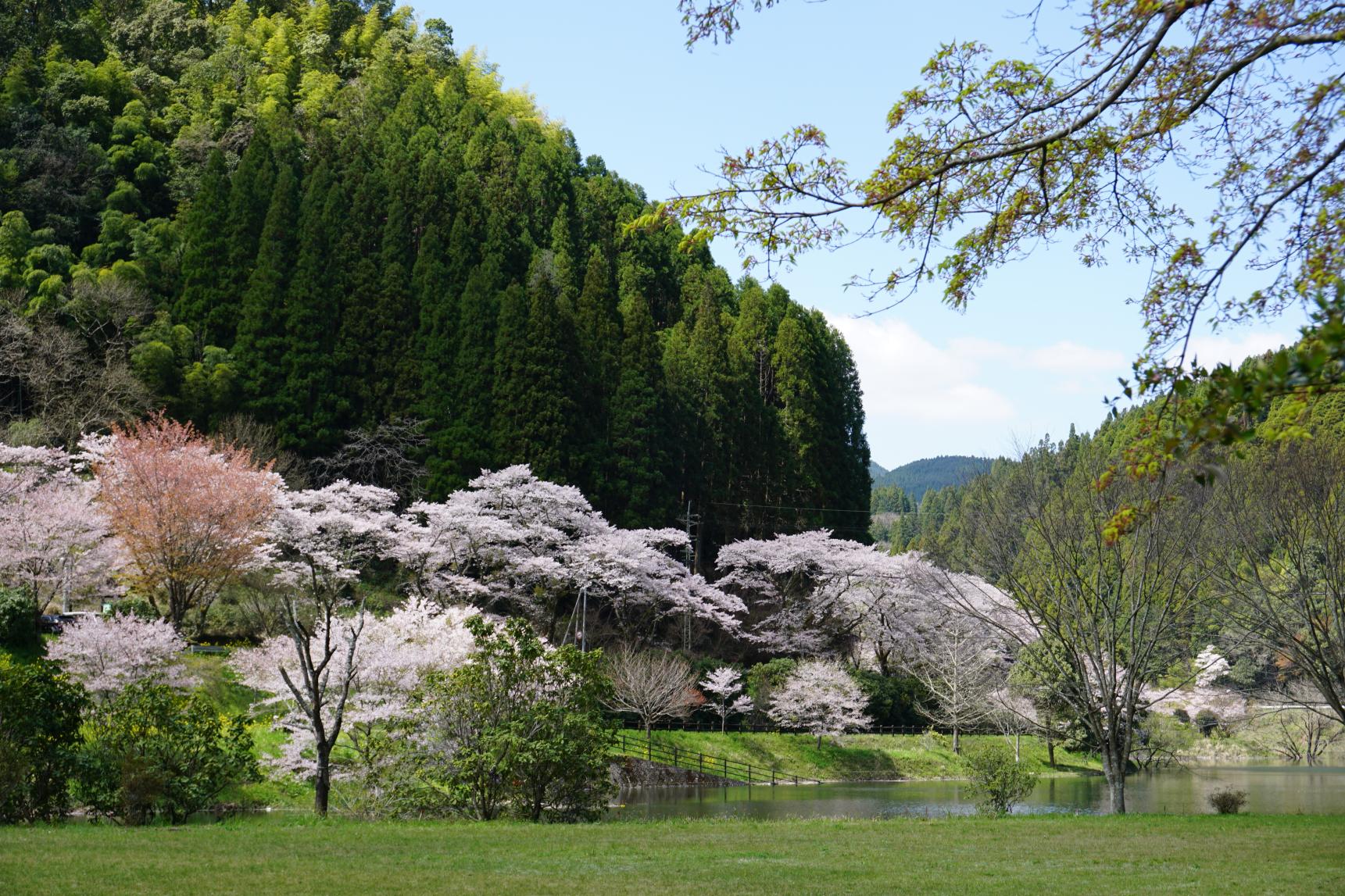 日向神ダム千本桜-4