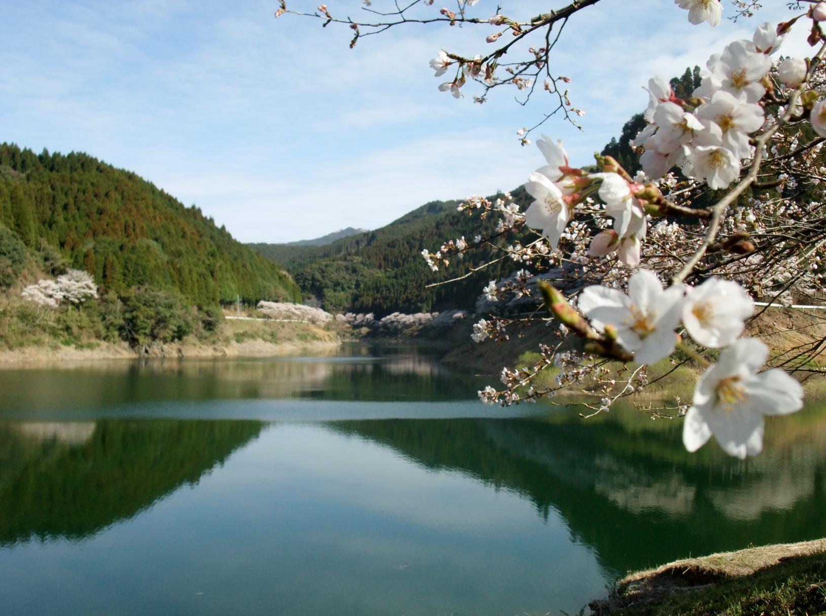 日向神ダム千本桜
