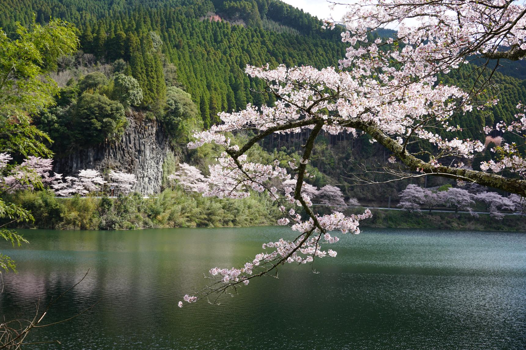 日向神ダムの千本桜-5
