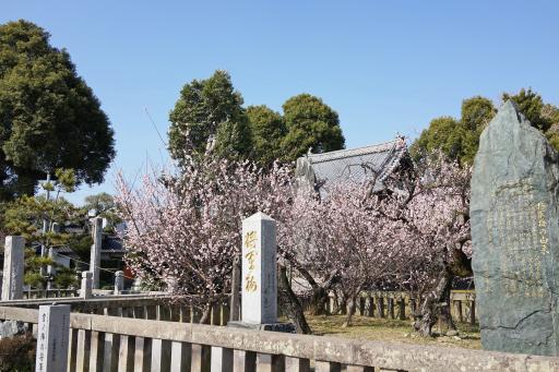 宮ノ陣神社の梅-2