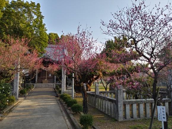 宮ノ陣神社の梅-4