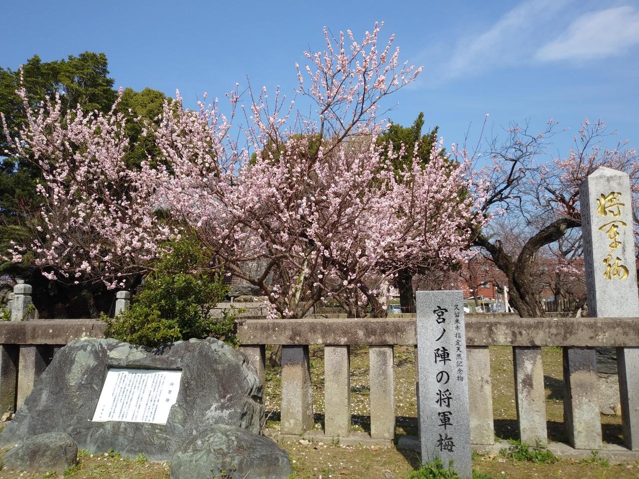 宮ノ陣神社の梅-1