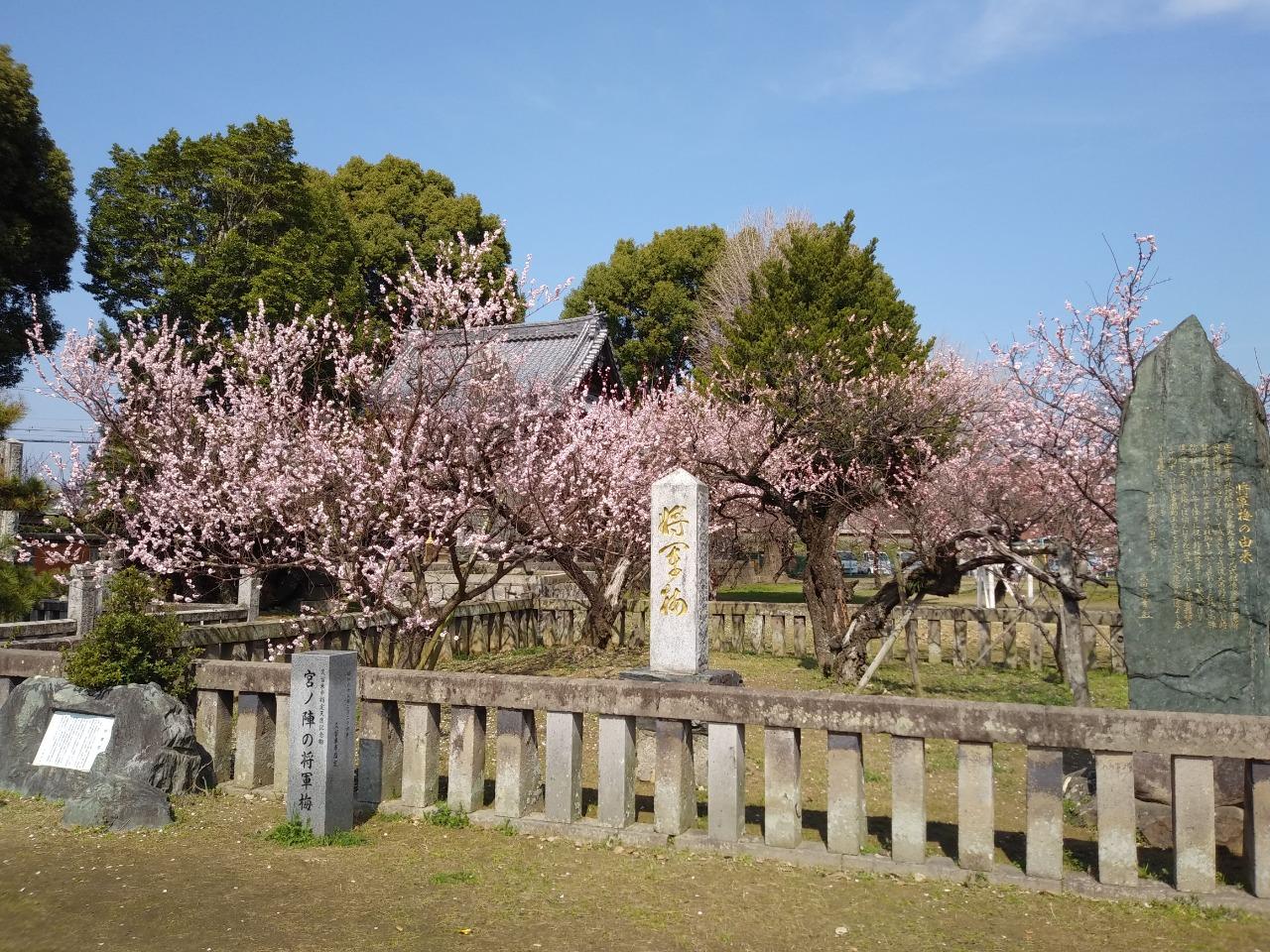 宮ノ陣神社の梅-3
