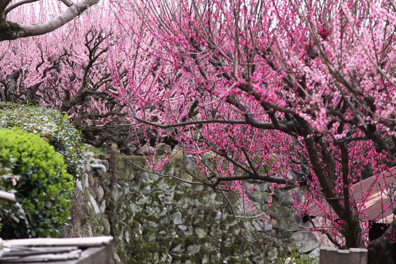 후코지(普光寺)의 매화(가류바이)-7