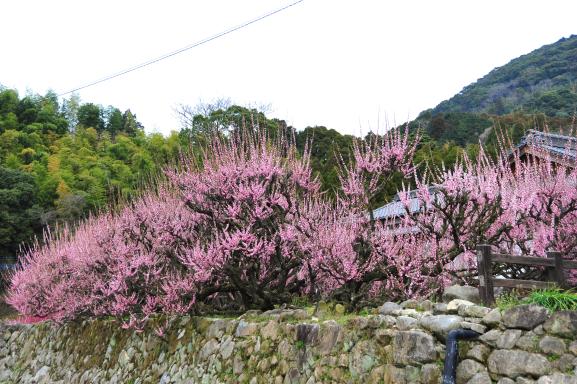 普光寺の臥龍梅-4