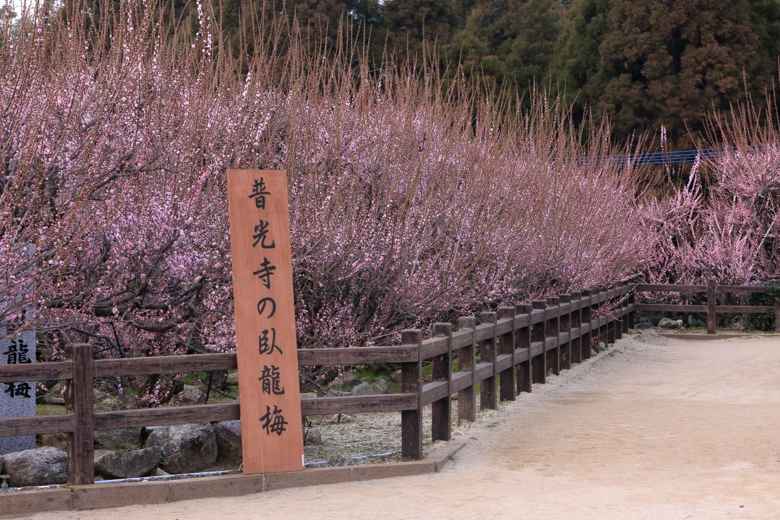 普光寺の臥龍梅-2