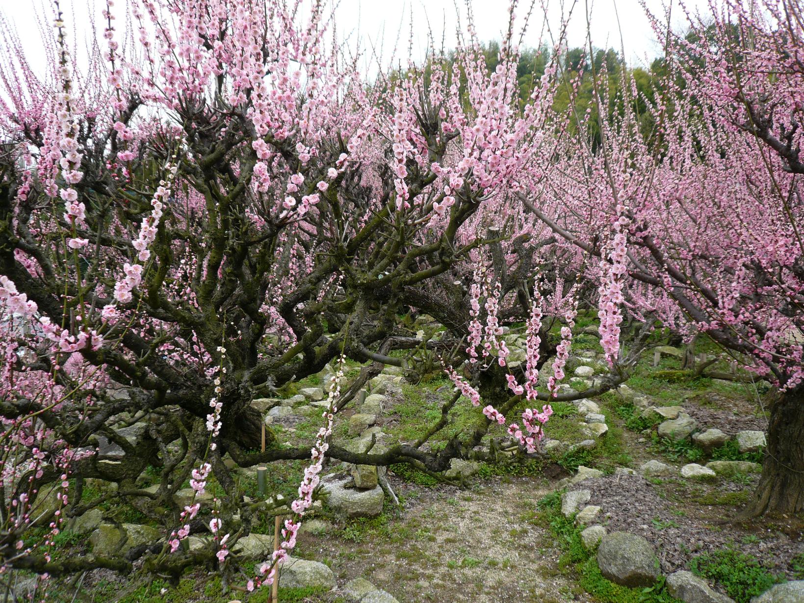 후코지(普光寺)의 매화(가류바이)-8