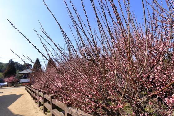 普光寺の臥龍梅-1