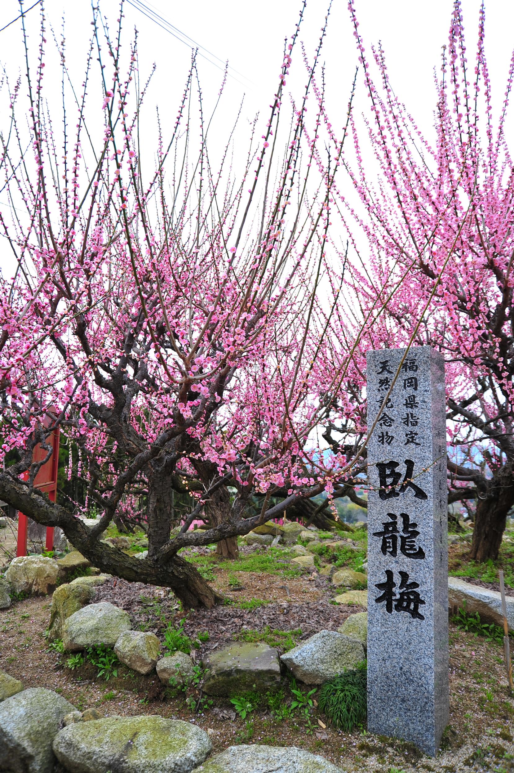 普光寺の臥龍梅-3