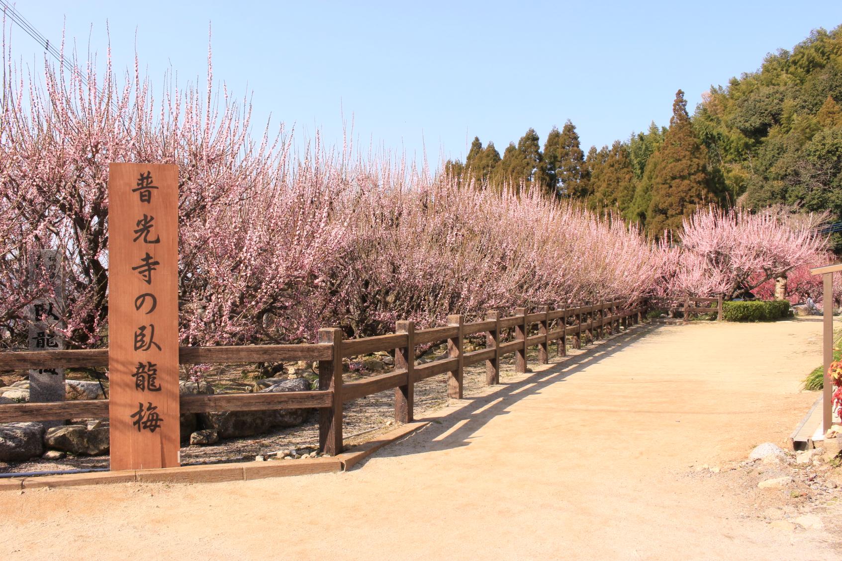 普光寺の臥龍梅