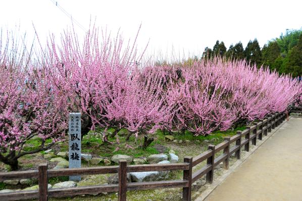 普光寺の臥龍梅-6