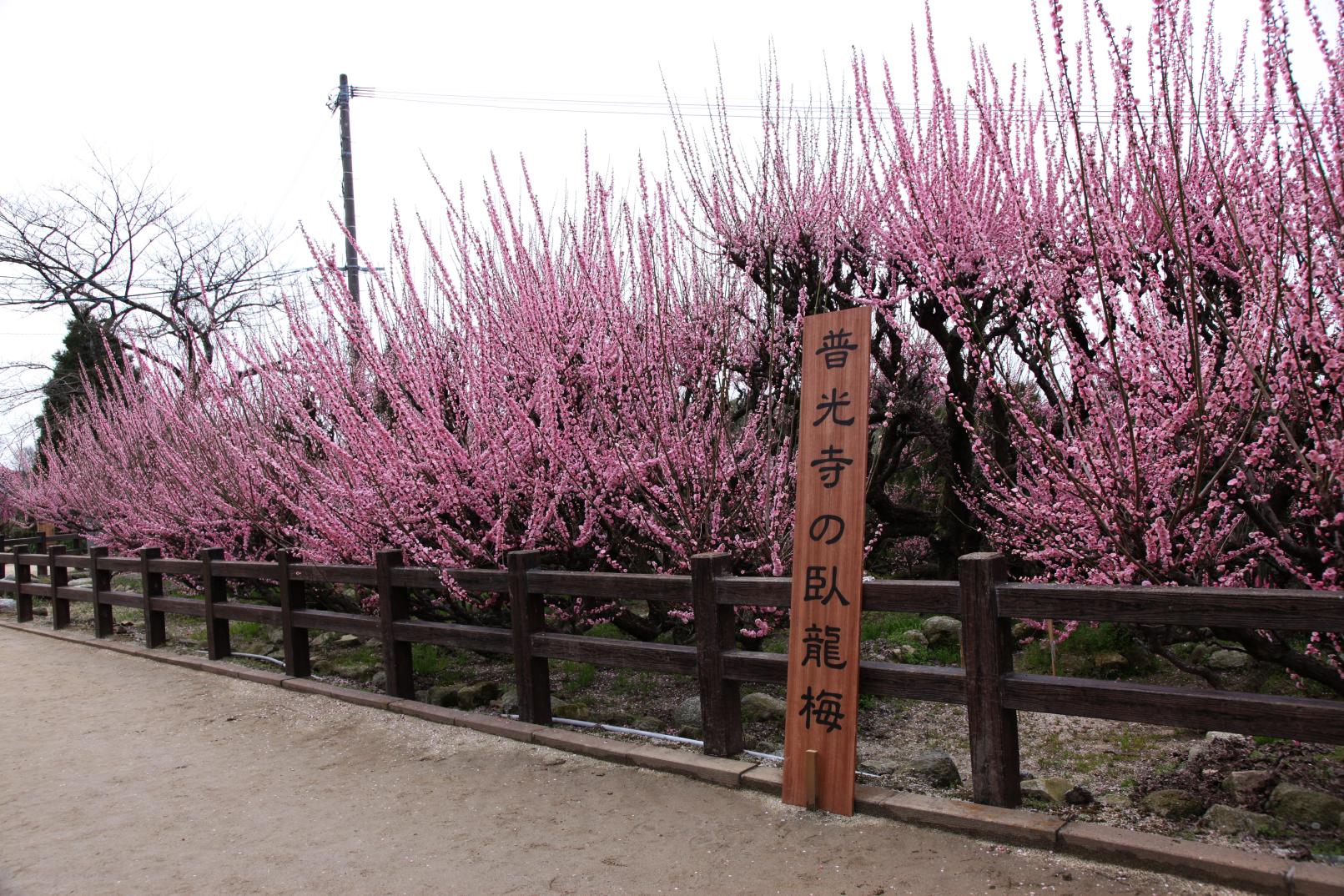 후코지(普光寺)의 매화(가류바이)-9