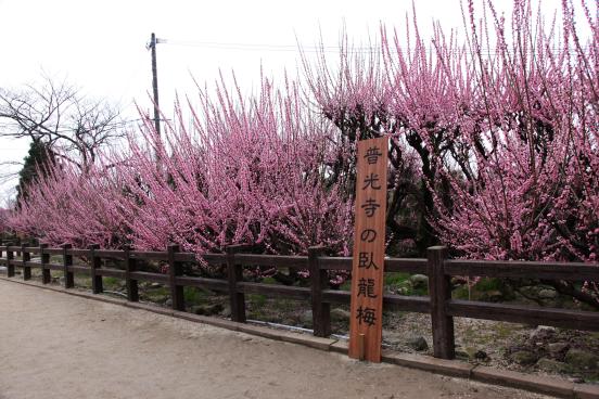 후코지(普光寺)의 매화(가류바이)-9