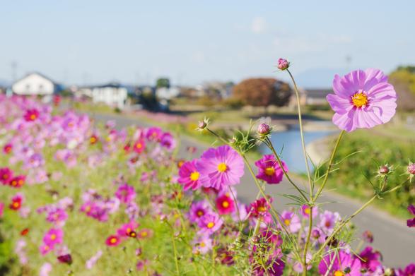 コスモス街道-2
