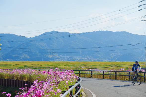 コスモス街道-4