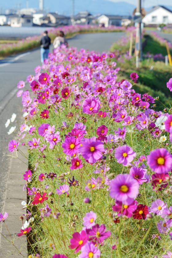 コスモス街道-5
