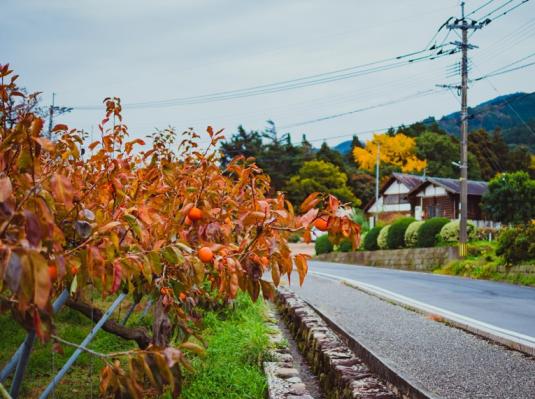 山苞の道-1